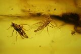 Fossil Bristletail (Archaeognatha) and Flies (Diptera) in Baltic Amber #135053-3